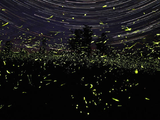 fireflies6.jpg