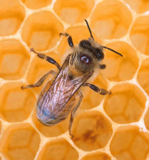 honeybees6.jpg