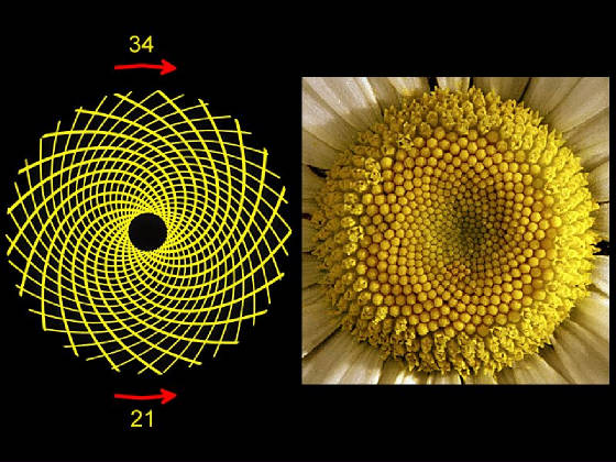 spiralsFibonacci2.jpg