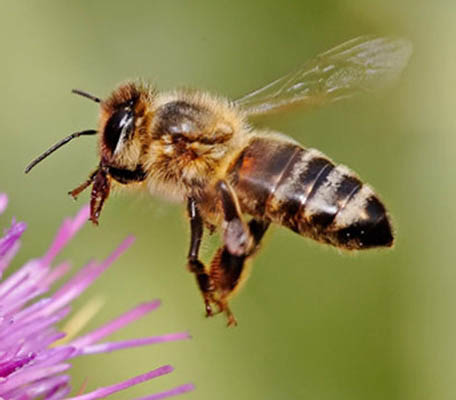 Honeybees1.jpg