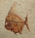 fossilfish.jpg