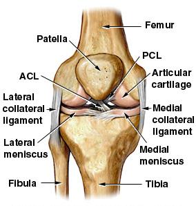 meniscus1.jpg